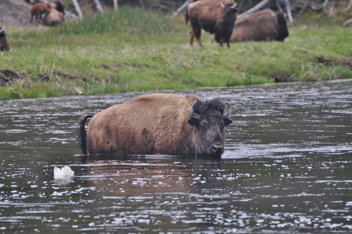 bison in river water